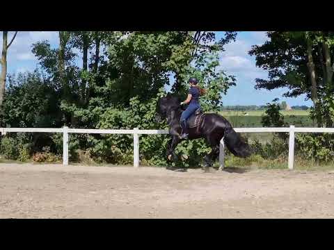 Stal Okkema's Kornelis - Epke x Thomas - Stallion - 2019 - 1.67m