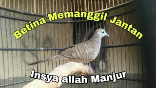 Download lagu Suara mp3 Perkutut betina, buat pikat dan pancingan mp3