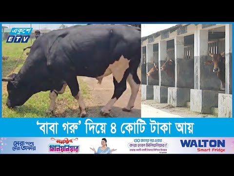 একটি ষাঁড়ের ঔরস থেকে ৩ লাখ গরুর জন্ম