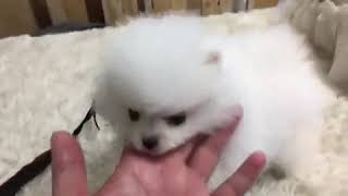 Pomeranian Puppies Sale in Ohio City, OH