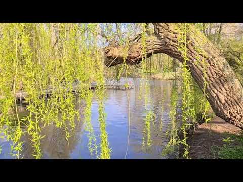 Beautiful park in Hamburg city | breathtaking nature scenery with happy music | stress relief
