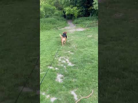 FRIDAY STROLL WITH AZRA #dogs #dogshorts #fun #shorts