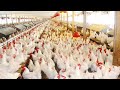 How 520 Million Chickens Are Raised By American Farmers Chicken Farming