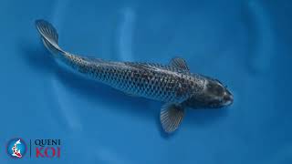 Queni Koi | REF: A22Mro19 | Variety: Gin Rin Mukashi Ogon | Size: 43cm | Gender: Male