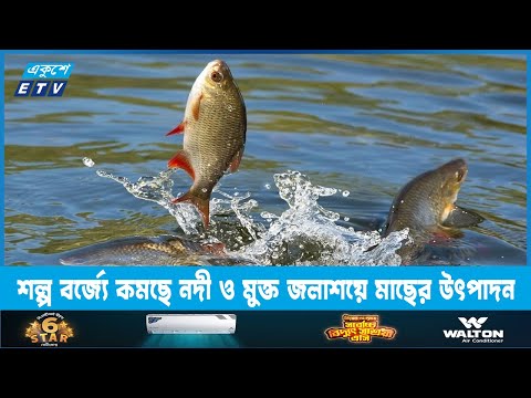 গাজীপুরে শিল্পবর্জ্যে কমছে নদী ও মুক্ত জলাশয়ে মাছের উৎপাদন | ETV News