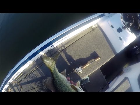 GoPro: Jeff Carpenter - Best Catch 5.29.15 - Fish