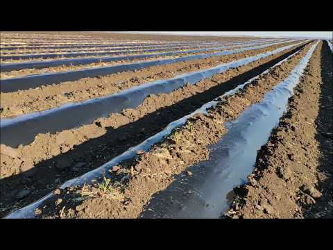 , title : 'Plantarea în câmpurile noastre de producere a puieților altoiți de nuc. Apr. 2020.'
