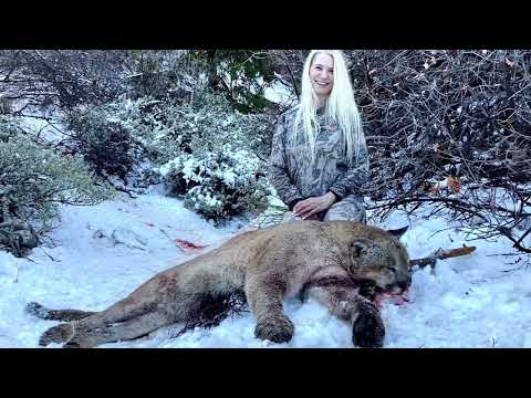 Arizona Mountain Lion Hunt