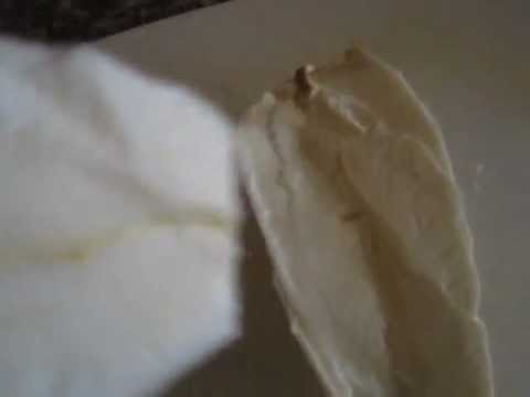 Pan de Yuca Recipe from Cuenca Ecuador