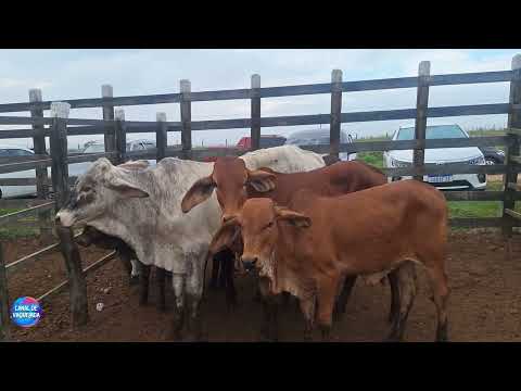 Feira do Gado do Alto Sertão Sergipano em Monte Alegre de Sergipe