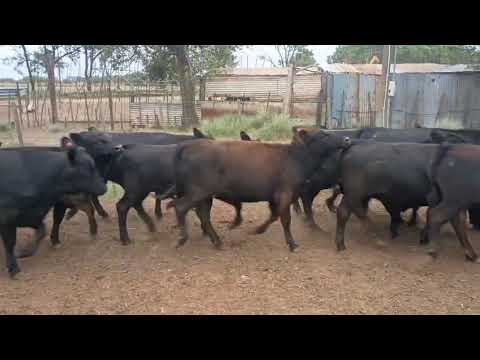 Casnem - Invernada - 37 terneras - Peso prom aprox 230 kg - Zona: Dalmacio Velez,  Córdoba