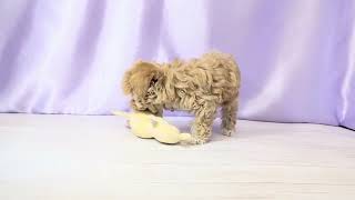 ハーフ犬の動画01