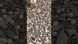 Download lagu panen telur ayam kampung mp3