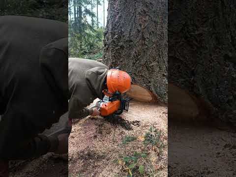 Ścinka grubej Daglezji