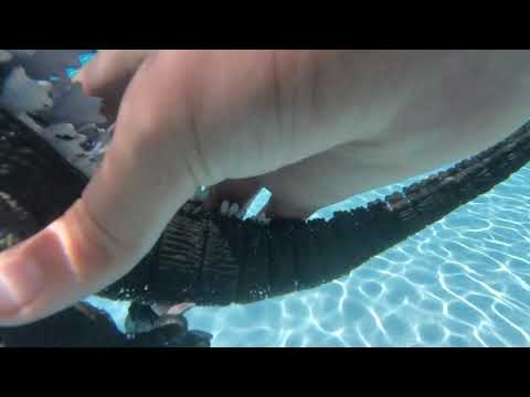 godzilla underwater test