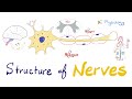 Structure Of Neurons Nerve Physiology Quick Review Antomy And Physiology