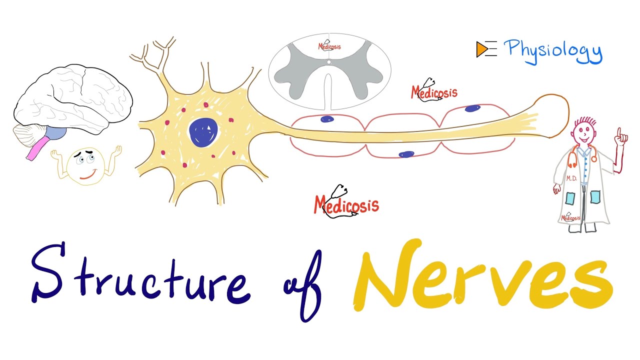 Structure of Neurons - Nerve Physiology Quick Review - Antomy and Physiology