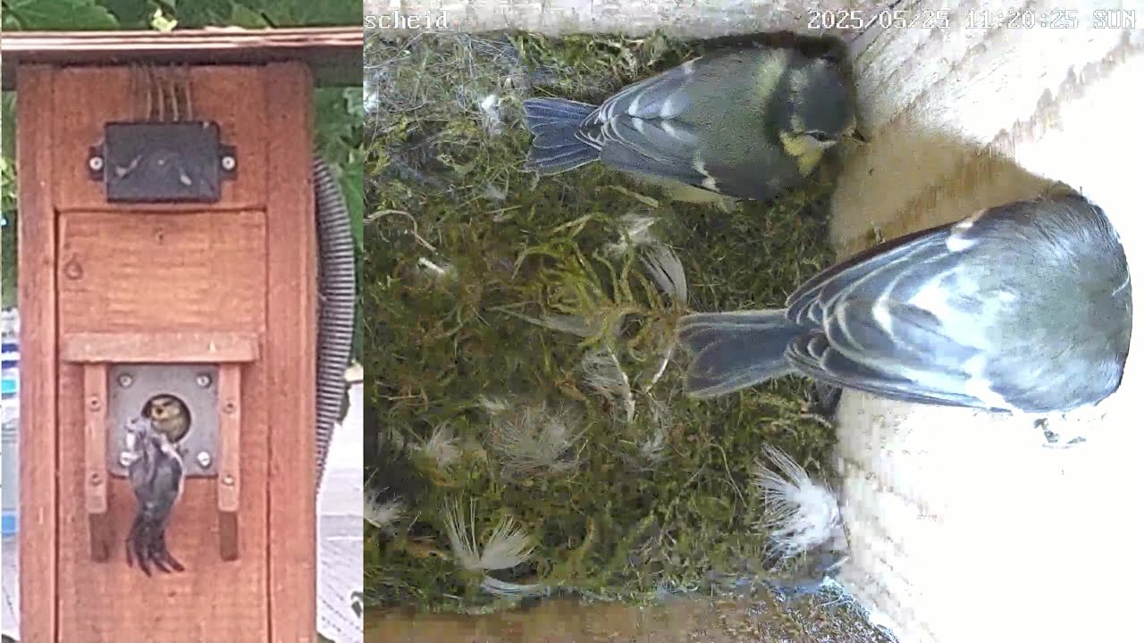 Die gaga-Blaumeisen fliegen aus! | 25.05.2025