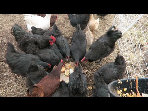 How I feed 30 chickens for $1.25 a day