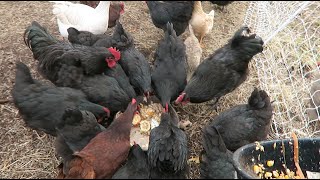 How I feed 30 chickens for $1.25 a day