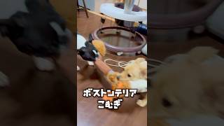 ダチョウのおもちゃの奪い合い‼️ 【ボストンテリア】こむぎ #shorts