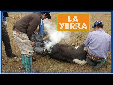 Yerra en Rincon de Zamora.  21516