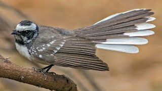 Download lagu MASTERAN GACOR & PIKAT KIPASAN GUNUNG SUARA PANCINGAN | KICAU MERDU ASLI SUARA BURUNG mp3 Download lagu MASTERAN GACOR & PIKAT KIPASAN GUNUNG SUARA PANCINGAN | KICAU MERDU ASLI SUARA BURUNG mp3
