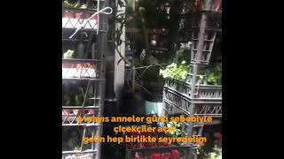 #annelergünü #çiçekçiler #orkide 9 mayıs anneler günü çiçekçiler açık