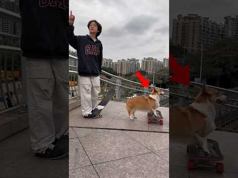 Cute Dog Got Rocked 🥰❤️