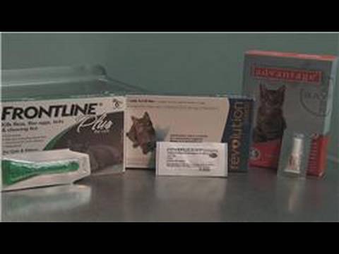 Cat Health : How to Treat Flea Allergies in Cats