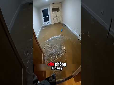 Nước Lũ Tràn Vào Nhà… Rồi Chúng Tôi Chợt Nhận Ra Chú Cún Đã Mất Tích 🥲