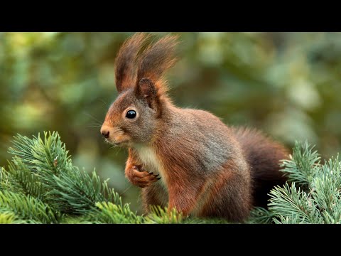 cute squirrel video