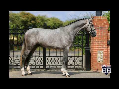 Cornet Obolensky Stallion Born 2016
