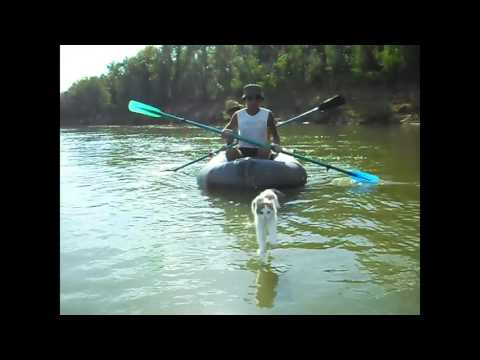 Приколы коты и кошки