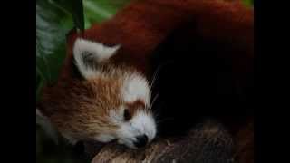 preview picture of video 'Red panda dream a better world and bears at the bio park : Doué la fontaine - France'