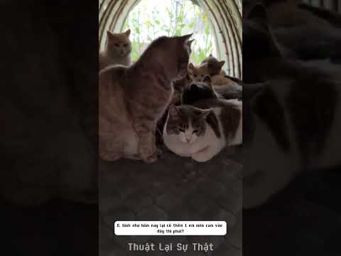 Nơi trú ẩn của mấy em mèo khi trời mưa