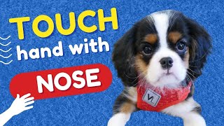 Teach a Dog to Touch Your Hand with His Nose | Target Training Dog Tricks