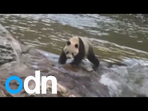Wild giant panda spotted near China creek