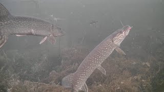 SUPER CLEAR Underwater Ice Fishing! BASS & NORTHERN PIKE!