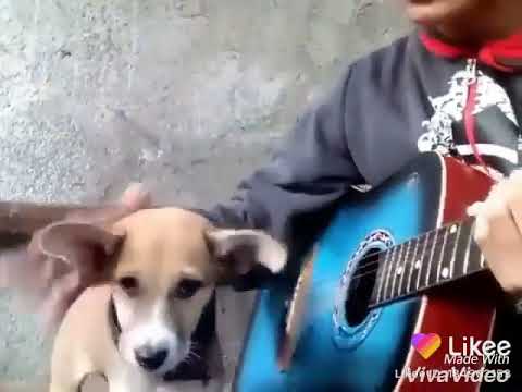 Dog the singer