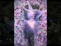 LA VIOLETERA, NANA MOUSKOURI
