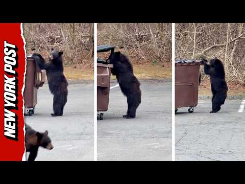 Hilarious Moment Hungry Bear Tries To Take a Whole Dumpster