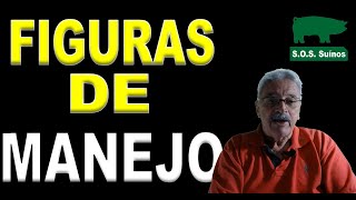 Figuras de manejo: leitões, castração e cuidados com matrizes