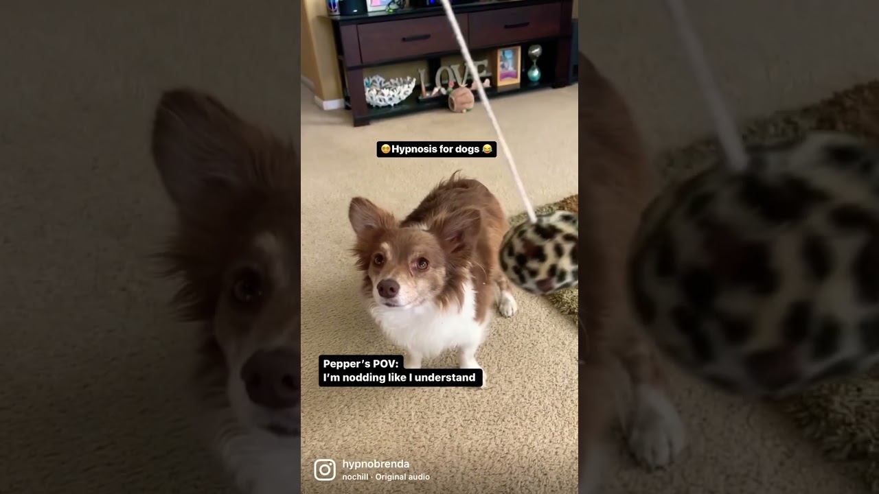Hypnotizing my dog to talk like a human. 🤪 I wish.  #hypnosis #dogmomlife #hypnotist