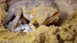 Bearded dragon laying eggs