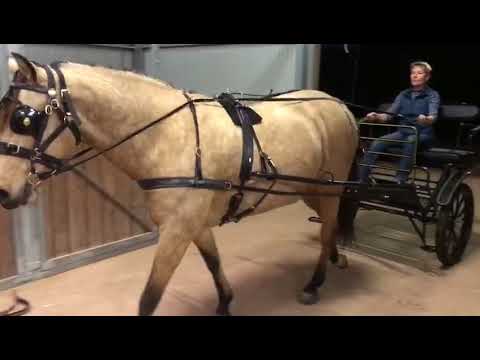 Beite two wheel marathon horse carriage