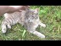 Security Cat And His Two Wife Sisters