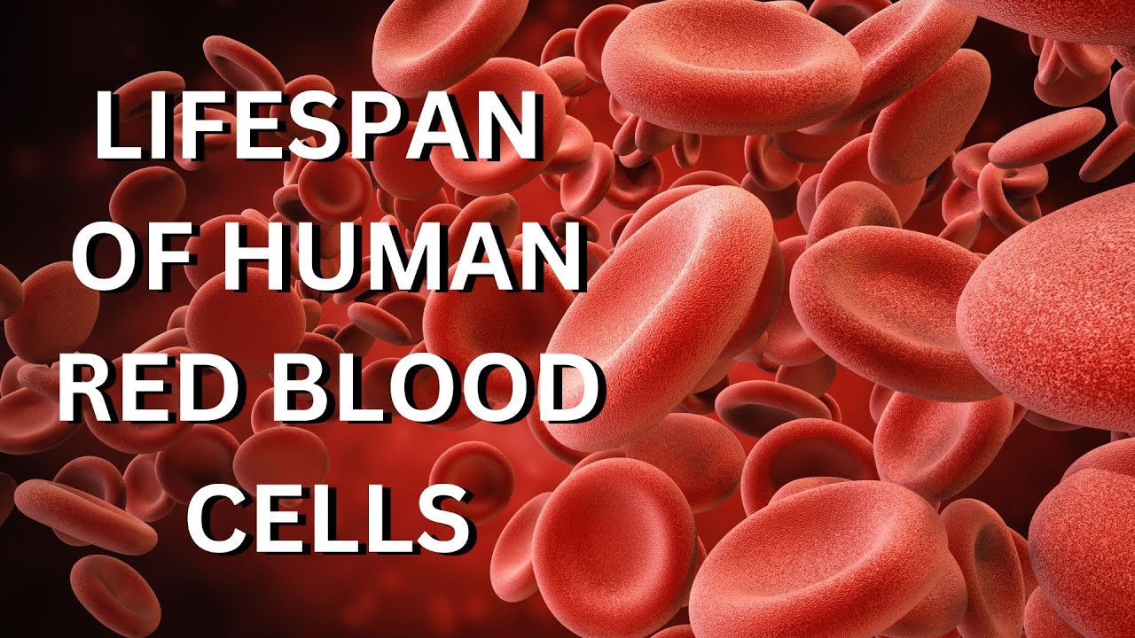 What Is The Average Lifespan of Human Red Blood Cells?