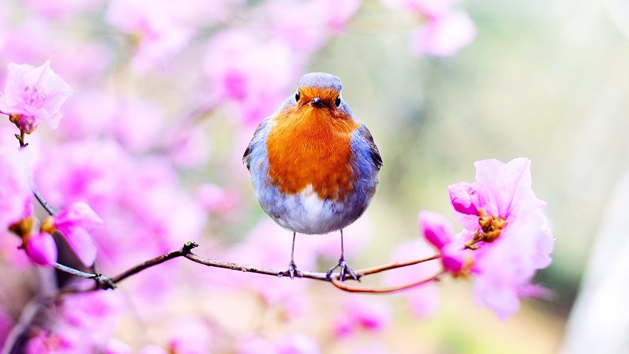 Peaceful Relaxing Instrumental Music, Meditation Inspirational Music 