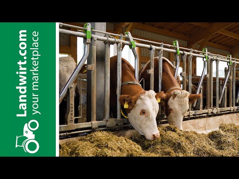 Bio-Milchkuhstall mit Stalltechnik Bräuer